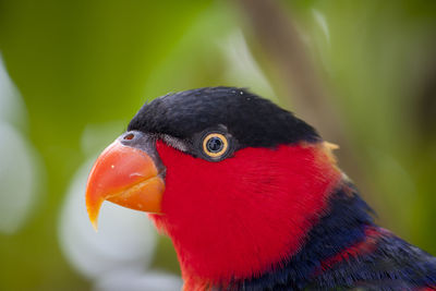 Close-up of parrot