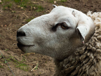 Close-up of a sheep