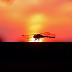 Bird flying over the sky