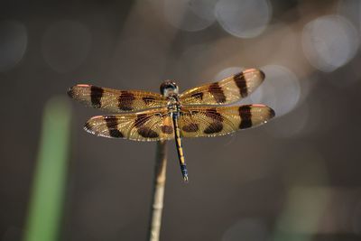 Close-up of golden dragonfly, halloween pennant , celithemis eponina