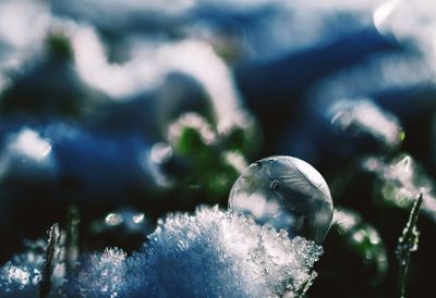 Close-up of frozen plant