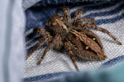 Close-up of spider