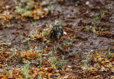 View of bird on field