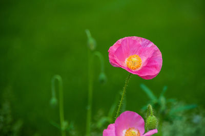 Close-up of pink rose flower