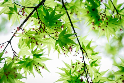 Close-up of plant