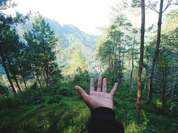 Low section of person hand on pine trees in forest