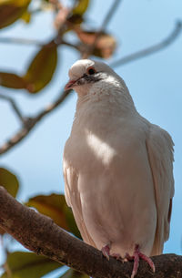 Close-up of bird perching on branch