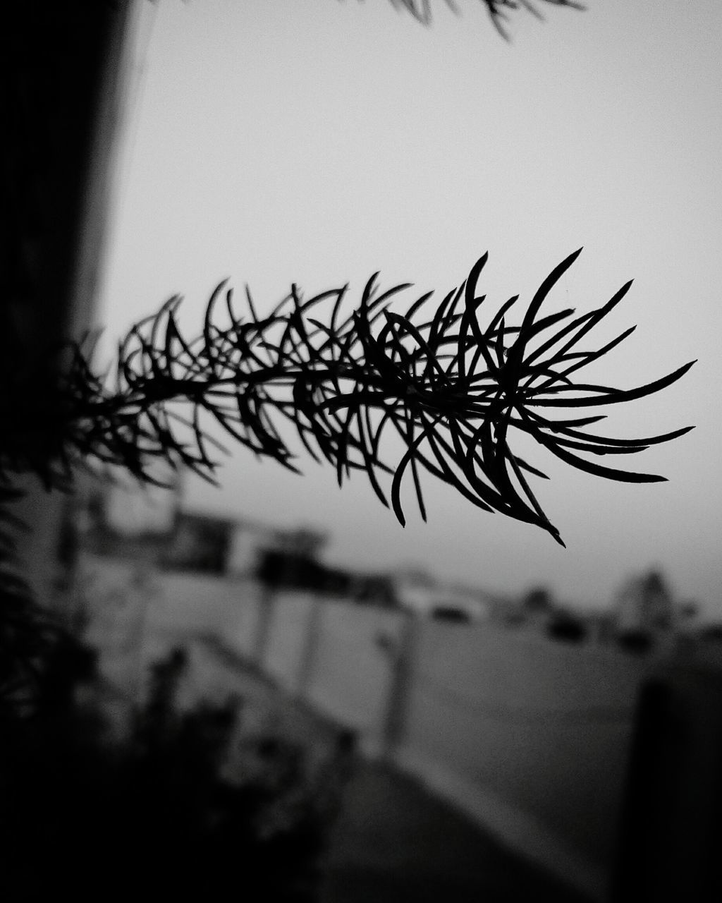 SILHOUETTE OF TREE AGAINST SKY