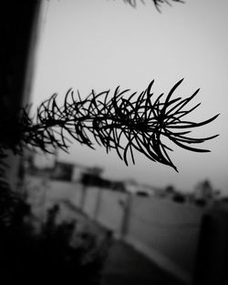 Close-up of silhouette tree against clear sky