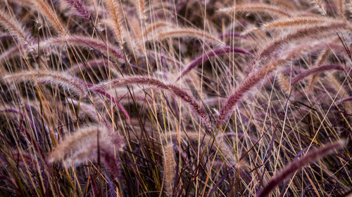 Full frame shot of plants