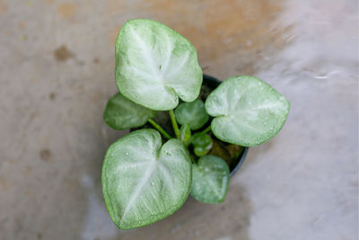 Close-up of green leaves