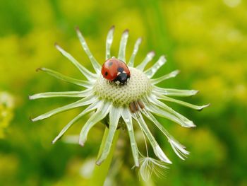 Close-up of ladybug on flower