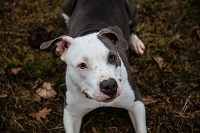 High angle view of dog on field