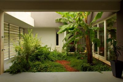 Potted plants in yard of building