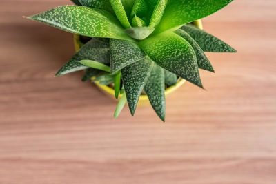 High angle view of potted plant on table