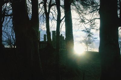 Sun shining through trees in forest