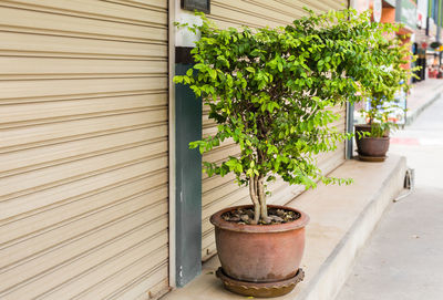 Potted plants on table against building