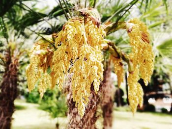 Close-up of wilted plant hanging on tree