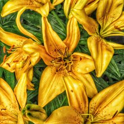 Full frame shot of yellow flowering plant