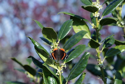 Close-up of insect on plant