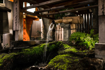 Plants growing
water fall in shrine