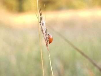 Close-up of a reptile on a field