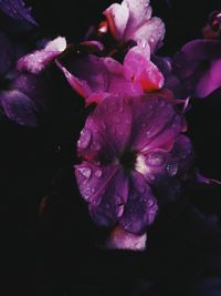 Close-up of wet purple flowers blooming outdoors