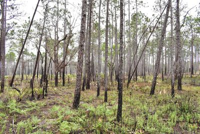 Trees on field in forest