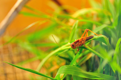 Close-up of insect on plant