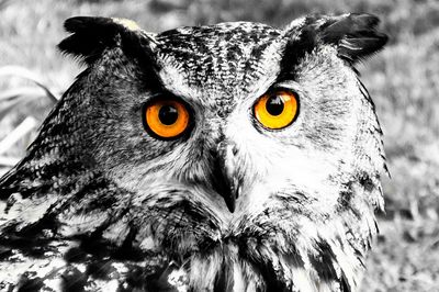 Close-up portrait of owl