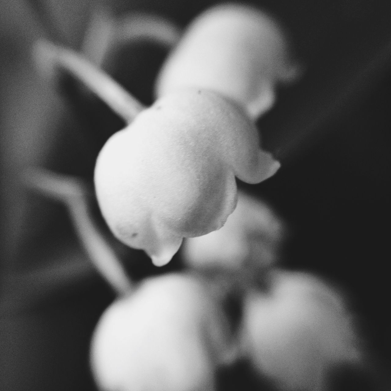 close-up, focus on foreground, fragility, selective focus, freshness, beginnings, growth, new life, nature, flower, plant, person, one person, beauty in nature, bud, day, outdoors, part of, mushroom, holding