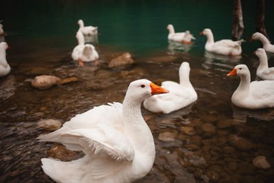 Swans on lake