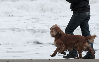 Low section of man with dog standing in water