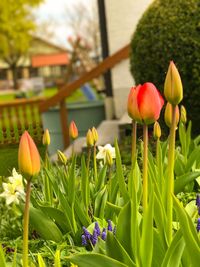 Close-up of fresh tulips blooming outdoors