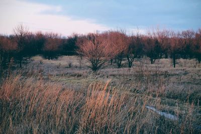 Trees on field against sky