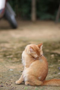 View of a cat looking away