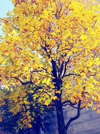 Yellow flowers on tree during autumn