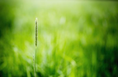 Close-up of water drops on blade of grass
