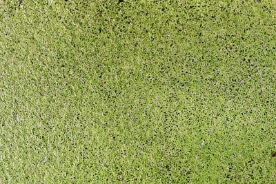 Full frame shot of green field
