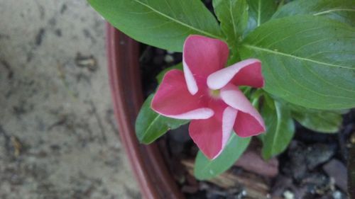 Close-up of pink flower blooming outdoors