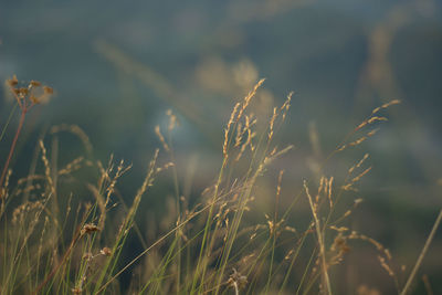 Grass flowers that lie along the wind that blows through and impacted by the soft light. background.