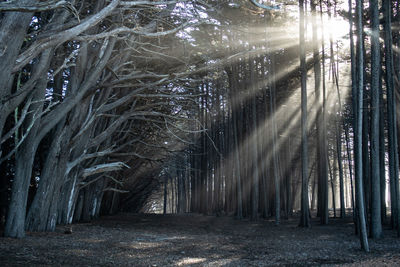 Sunlight streaming through trees in forest