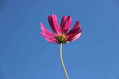 Close-up of pink flower against blue background