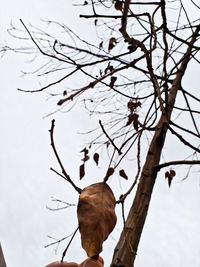 Low angle view of bird perching on tree