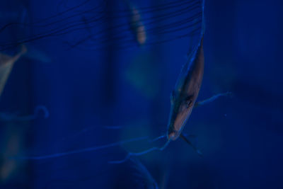 Fish swimming in sea