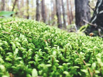 Close-up of fresh green leaves in forest