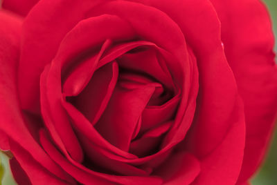 Full frame shot of red rose