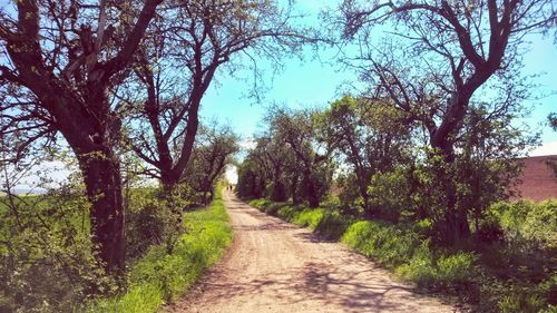 Narrow pathway along trees