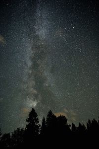 Low angle view of silhouette trees against sky at night