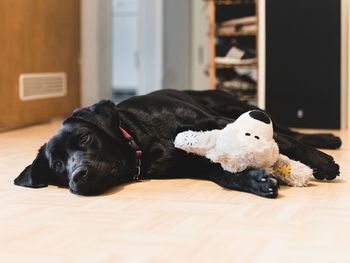 Portrait of a dog lying down on floor at home